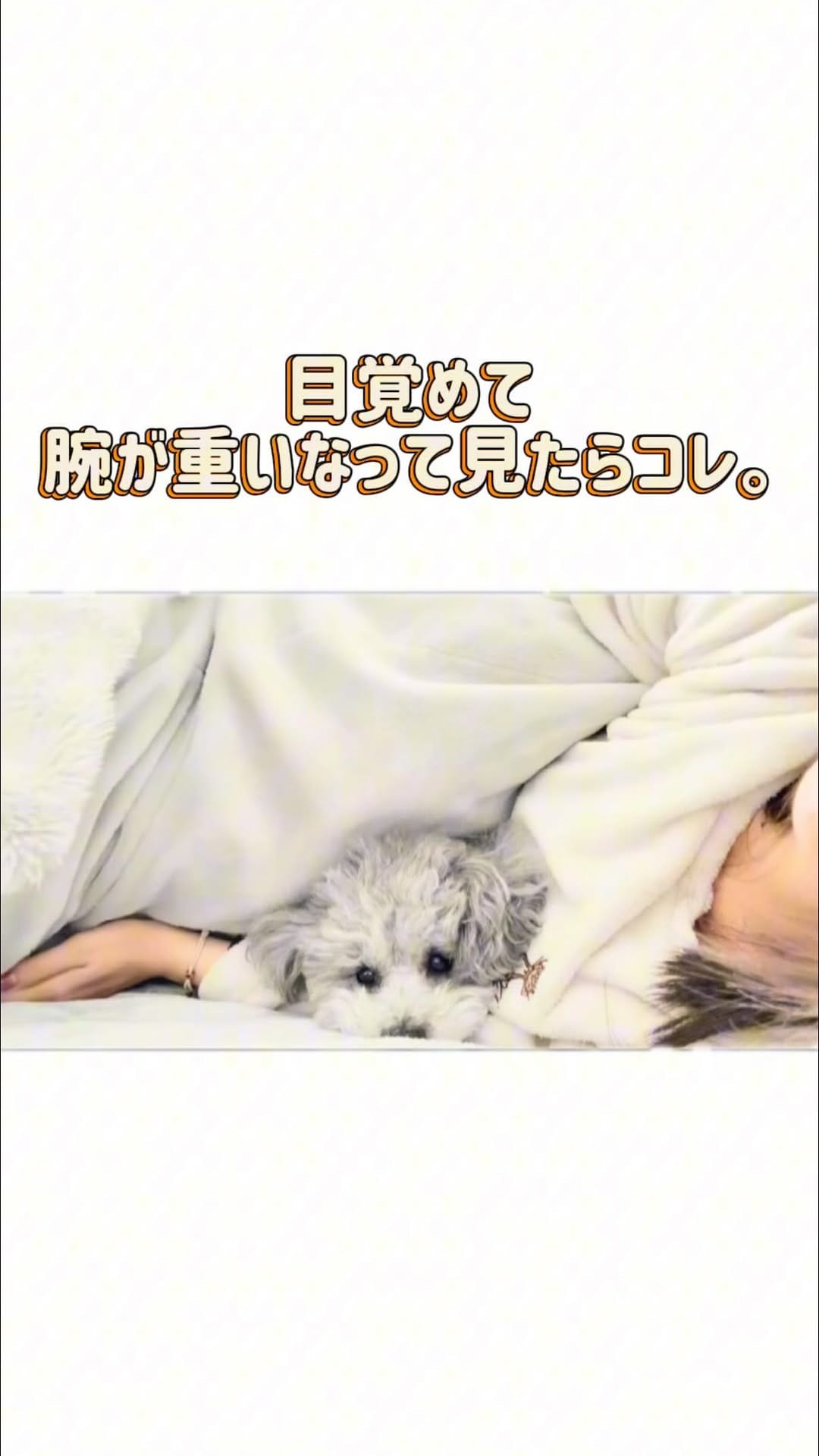 Post 9 by たろうまるさん♡（Taromaru）toypoodlesilver on Instagram (video)