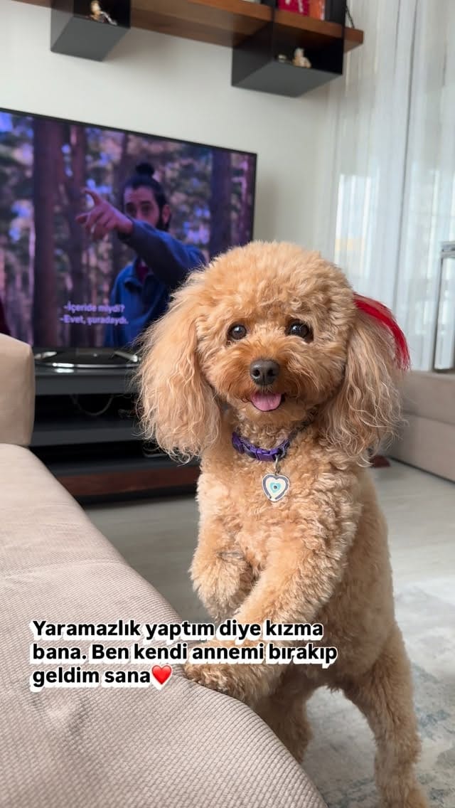 Post 1 by Ponçik Lady on Instagram (video)