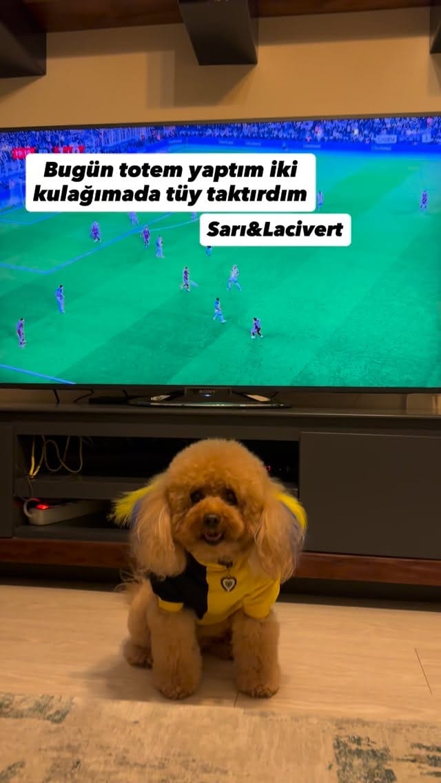Post 6 by Ponçik Lady on Instagram (video)