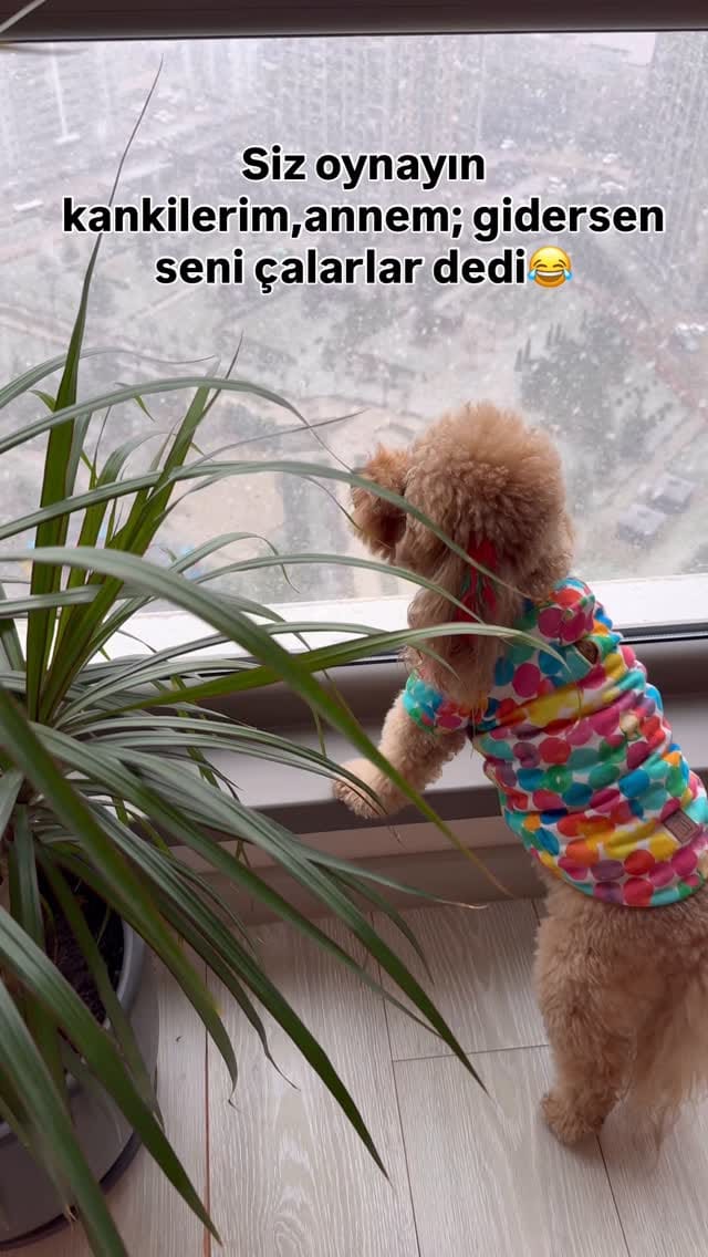 Post 7 by Ponçik Lady on Instagram (video)