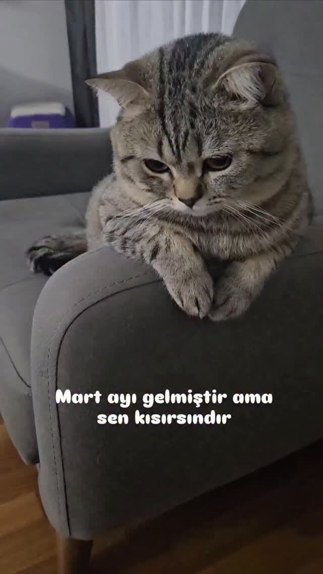 Post 9 by Fenomen Cat Behlül💜(Emel Gül) on Instagram (video)