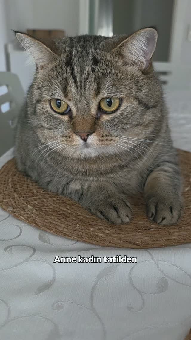 Post 5 by Fenomen Cat Behlül💜(Emel Gül) on Instagram (video)