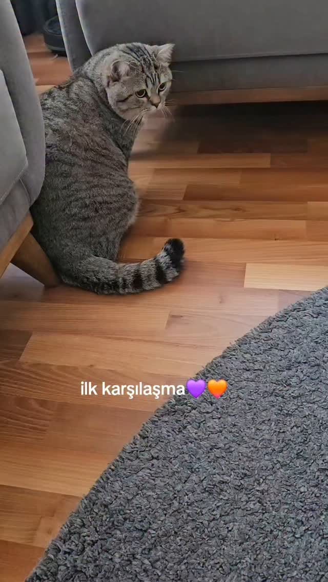 Post 10 by Fenomen Cat Behlül💜(Emel Gül) on Instagram (video)
