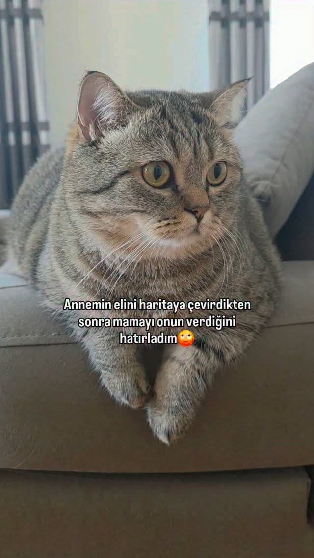 Post 2 by Fenomen Cat Behlül💜(Emel Gül) on Instagram (video)