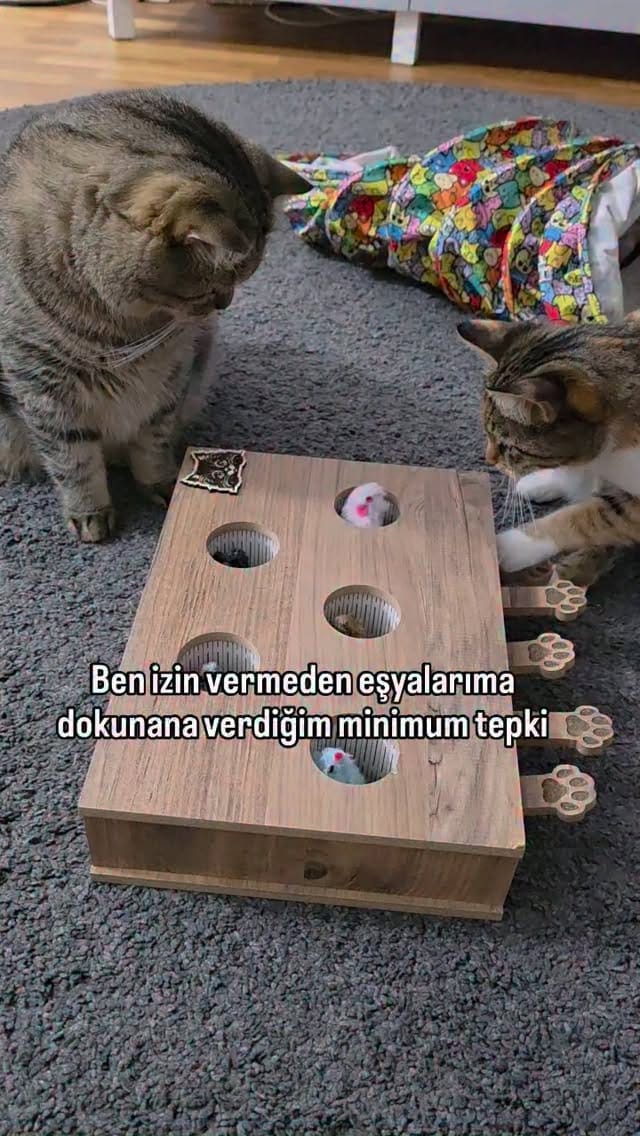 Post 1 by Fenomen Cat Behlül💜(Emel Gül) on Instagram (video)