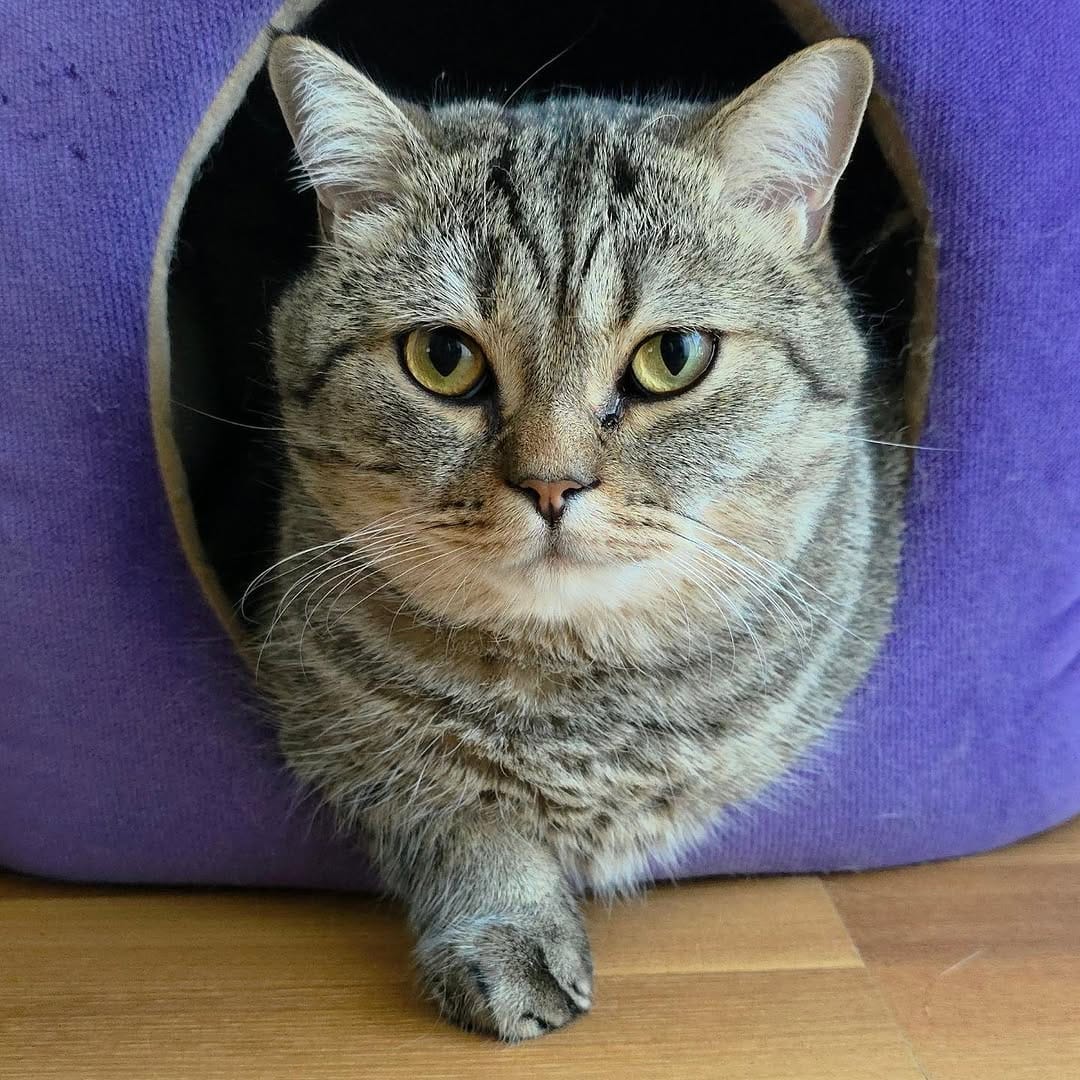 Post 3 by Fenomen Cat Behlül💜(Emel Gül) on Instagram (carousel)