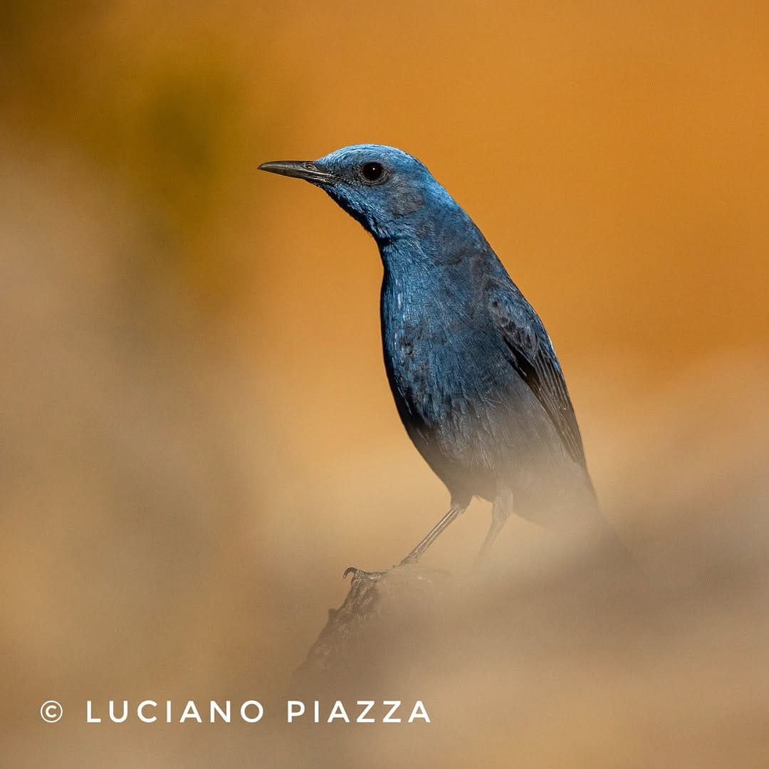 Post 6 by Luciano Piazza on Instagram (image)