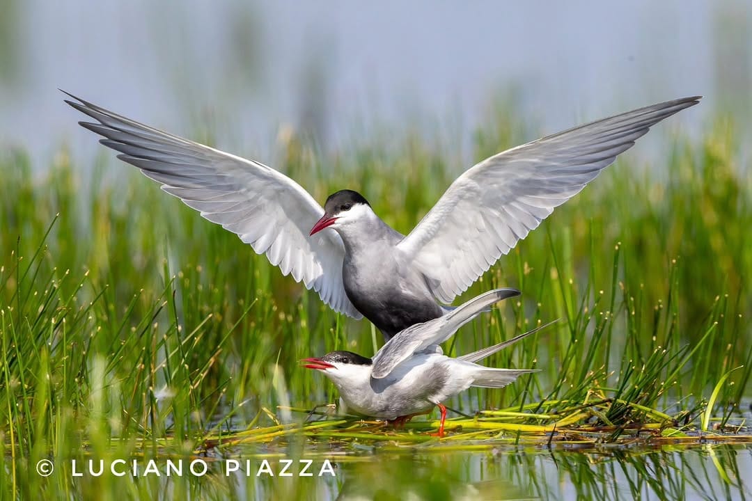 Post 2 by Luciano Piazza on Instagram (image)