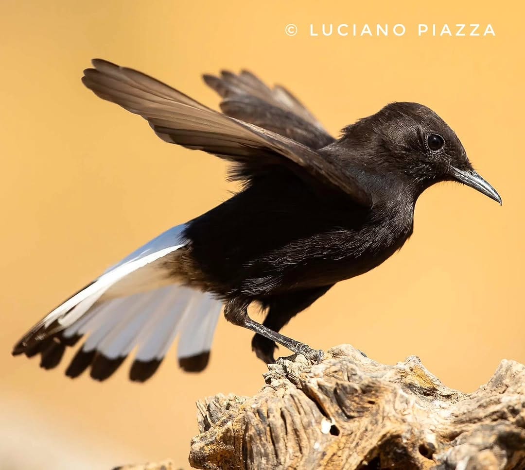 Post 8 by Luciano Piazza on Instagram (image)