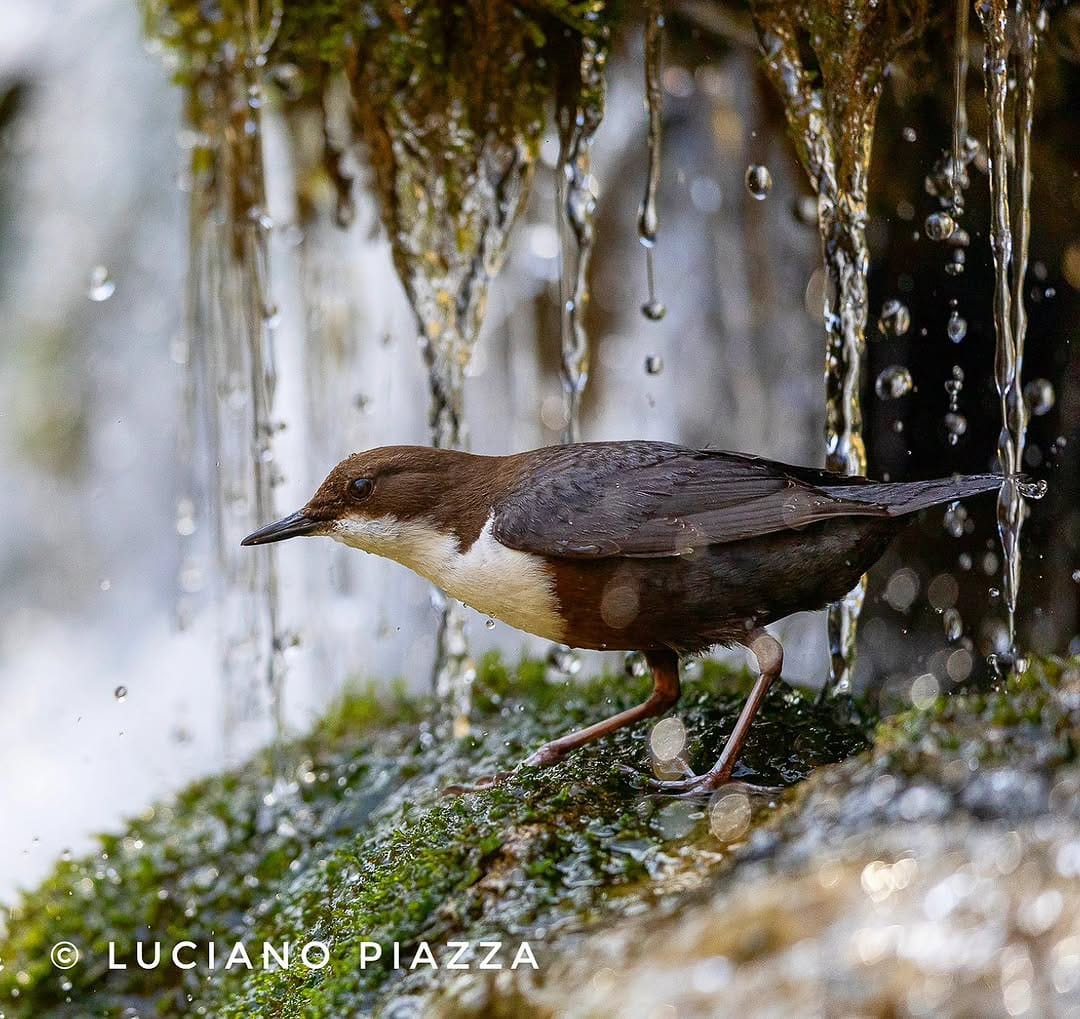 Post 5 by Luciano Piazza on Instagram (image)