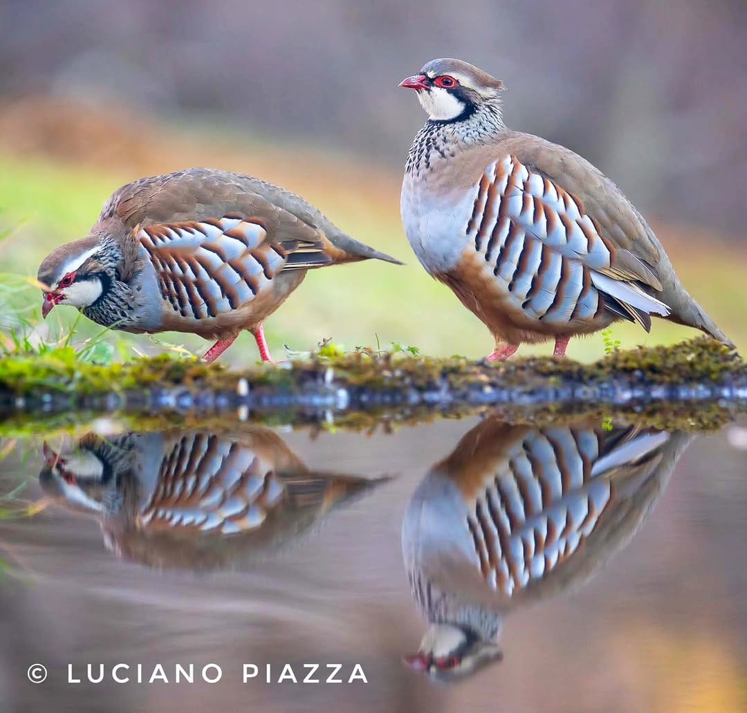 Post 4 by Luciano Piazza on Instagram (image)