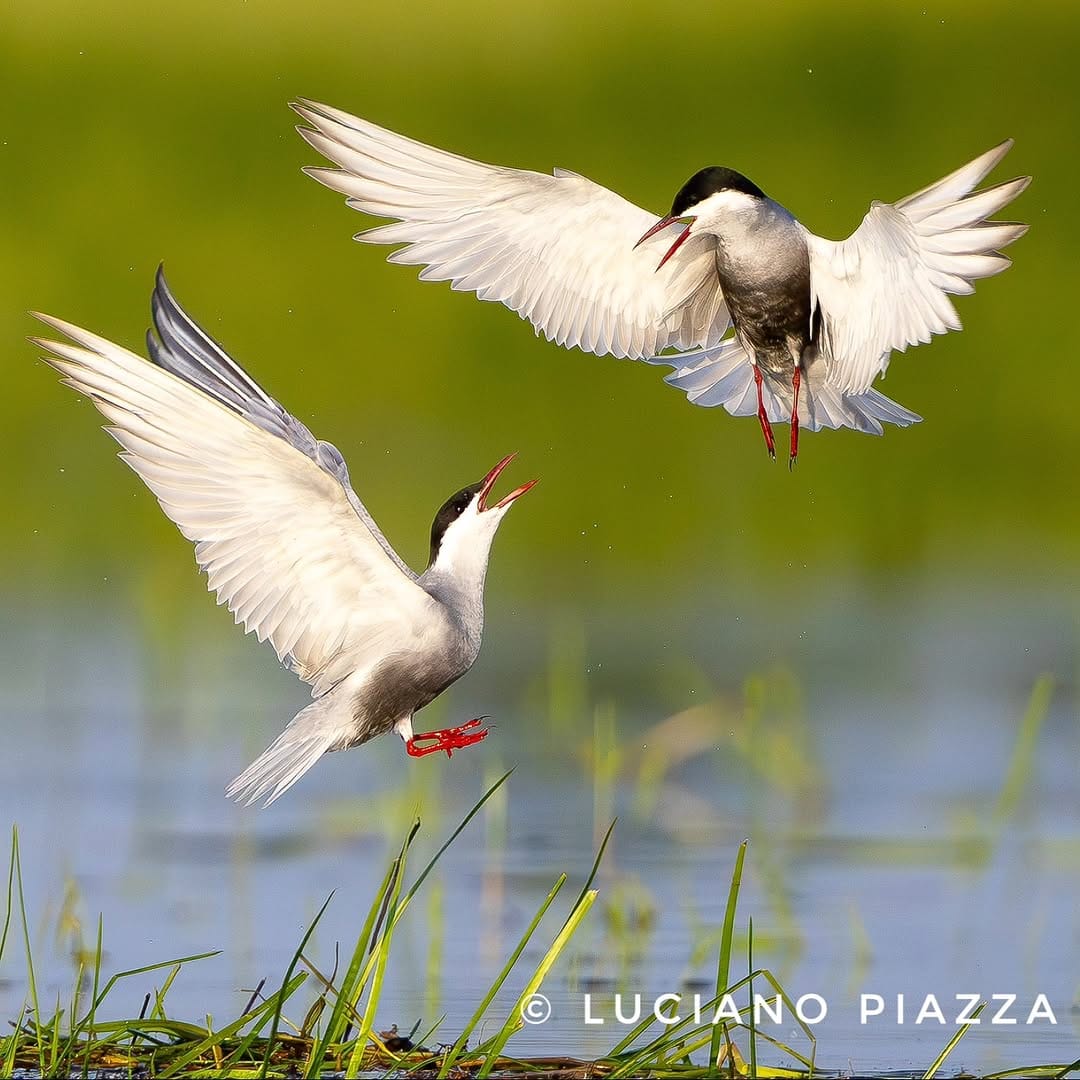 Post 10 by Luciano Piazza on Instagram (image)