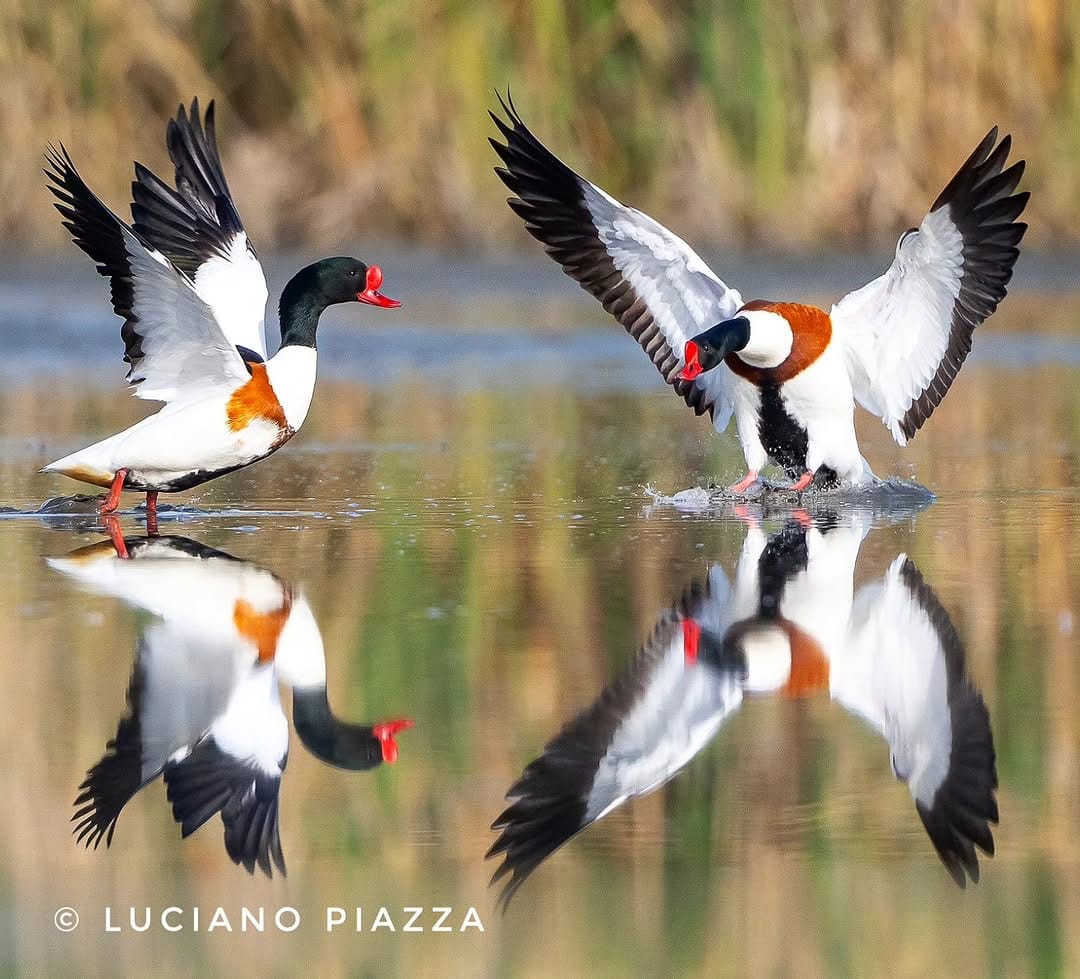 Post 3 by Luciano Piazza on Instagram (image)
