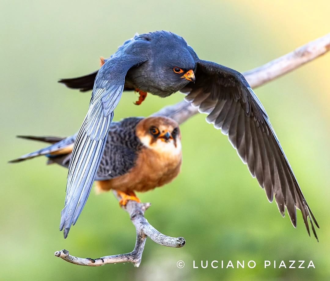 Post 9 by Luciano Piazza on Instagram (image)
