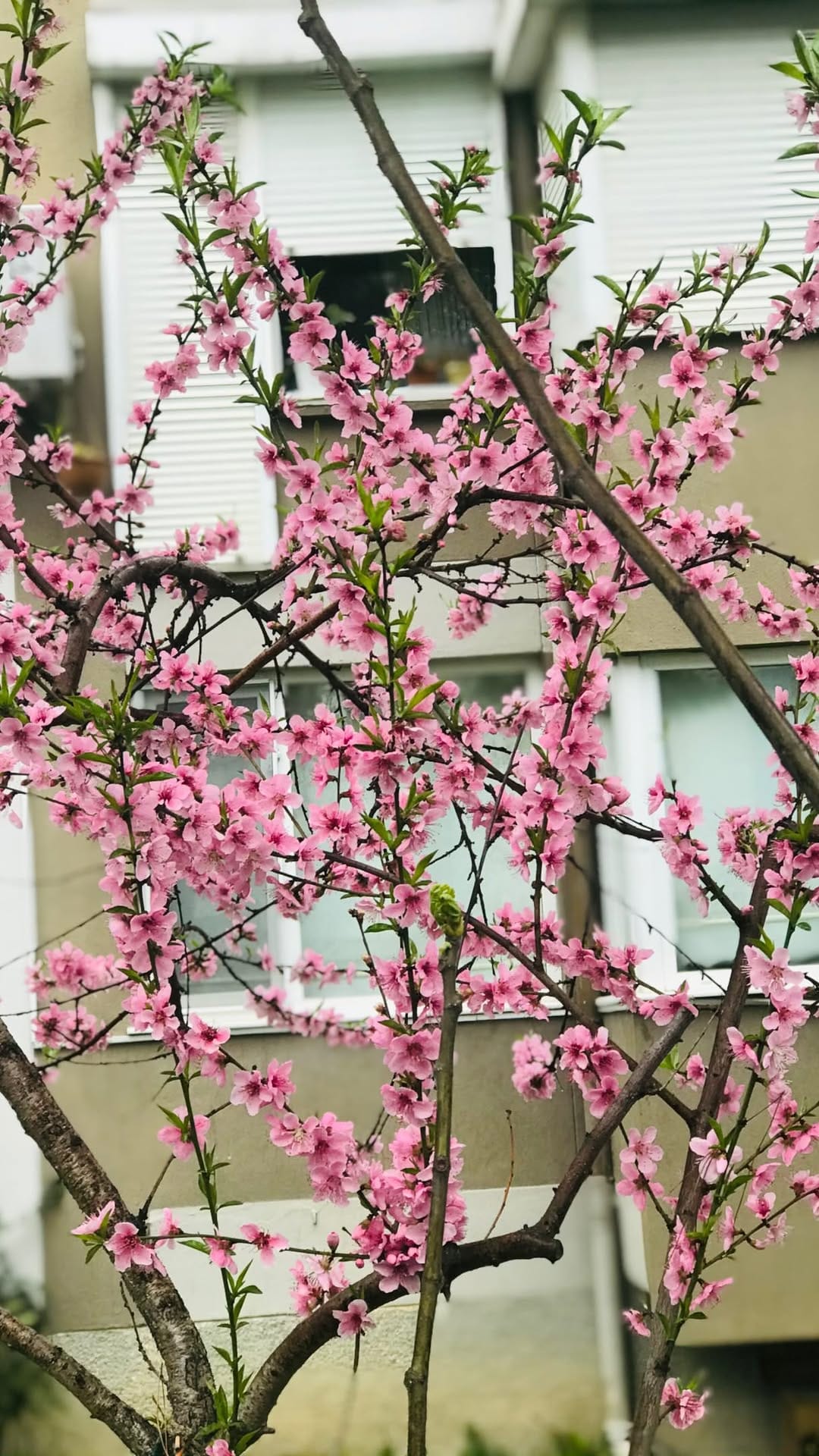 Post 9 by Beyza 🎈 on Instagram (video)