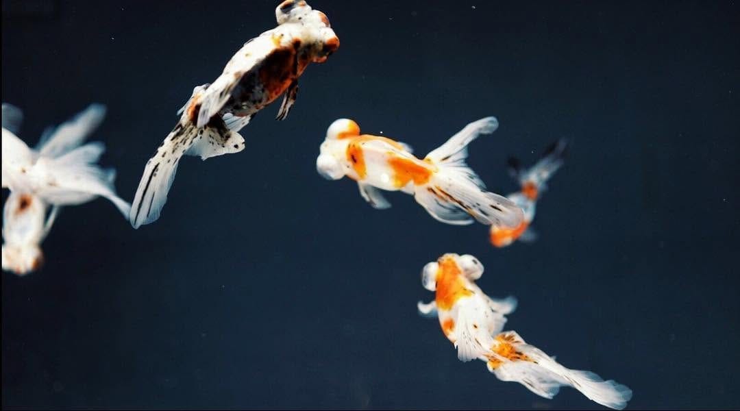 Post 5 by Under The Deep Blue on Instagram (image)