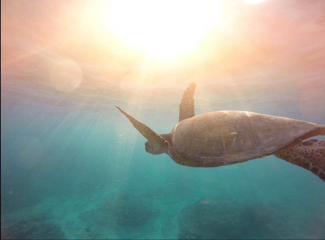Post 6 by Under The Deep Blue on Instagram (image)