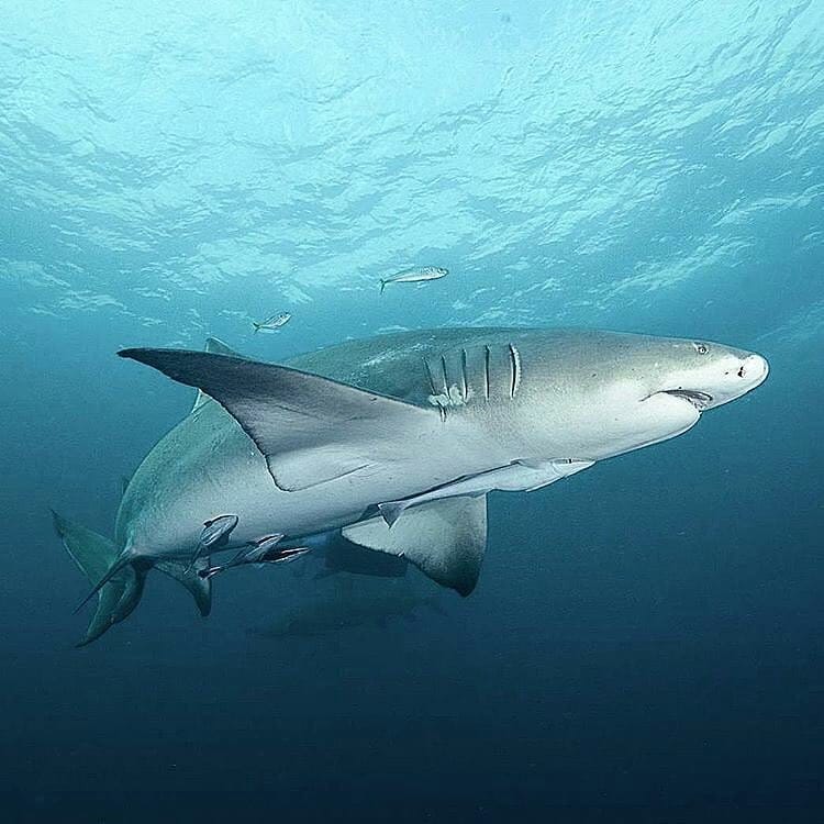 Post 10 by Under The Deep Blue on Instagram (image)