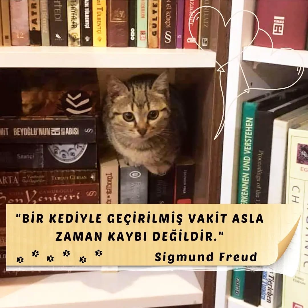 Post 9 by Aslı Seyhan Çakır 📖 💫 on Instagram (image)