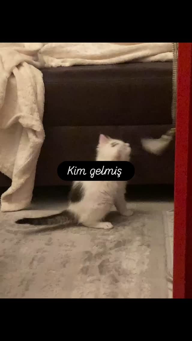 Post 1 by Medi Gül🇹🇷 on Instagram (video)