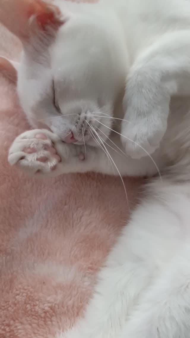 Post 4 by Medi Gül🇹🇷 on Instagram (video)