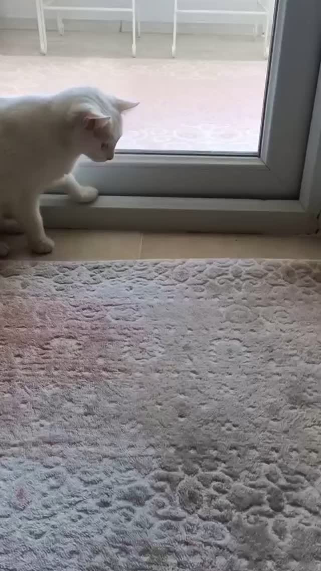 Post 3 by Medi Gül🇹🇷 on Instagram (video)