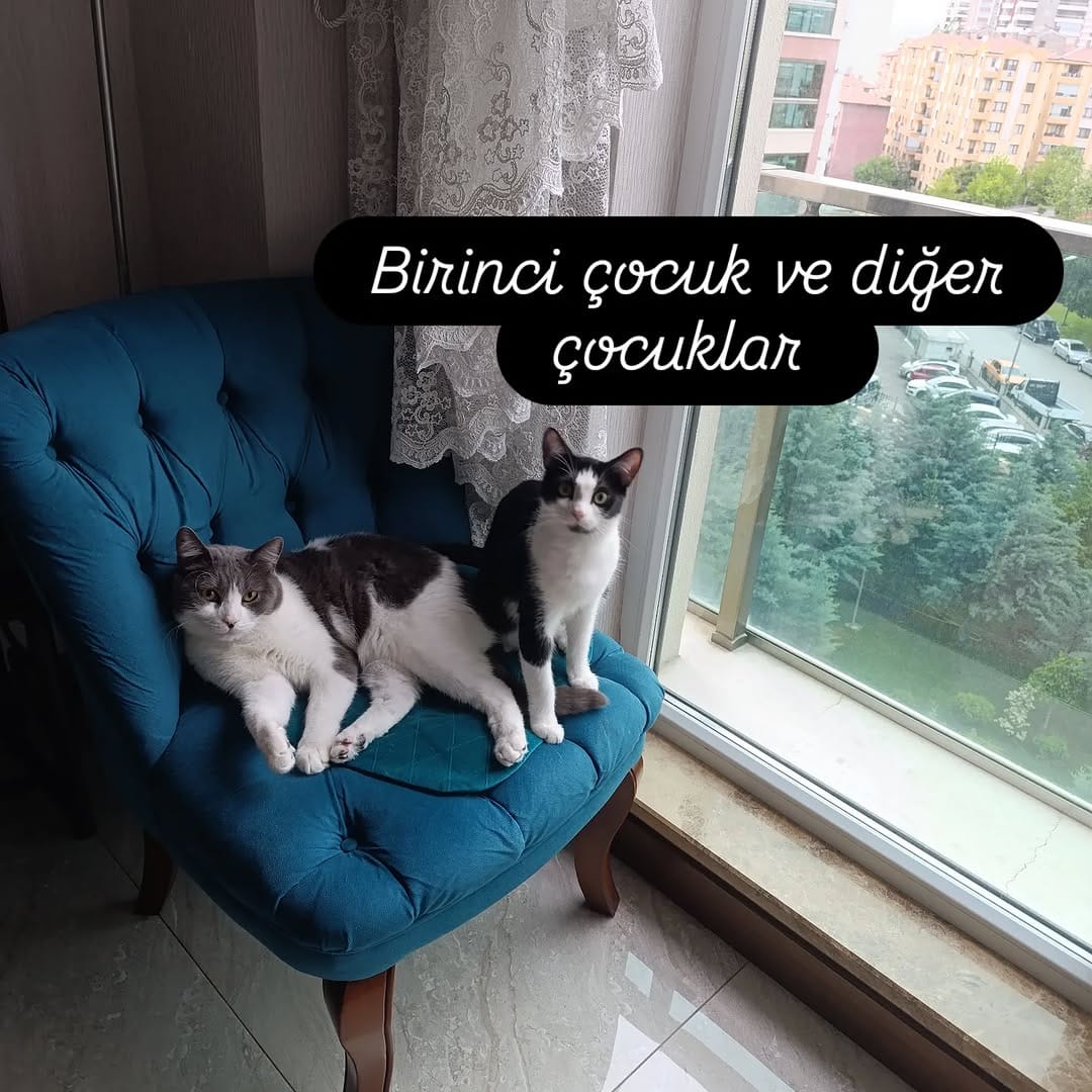 Post 2 by Medi Gül🇹🇷 on Instagram (image)