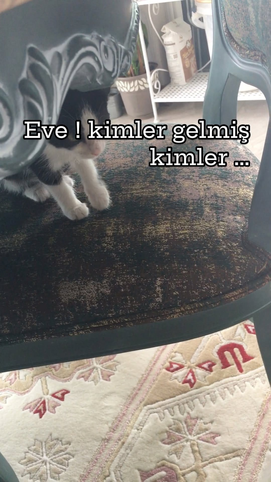 Post 7 by Medi Gül🇹🇷 on Instagram (video)