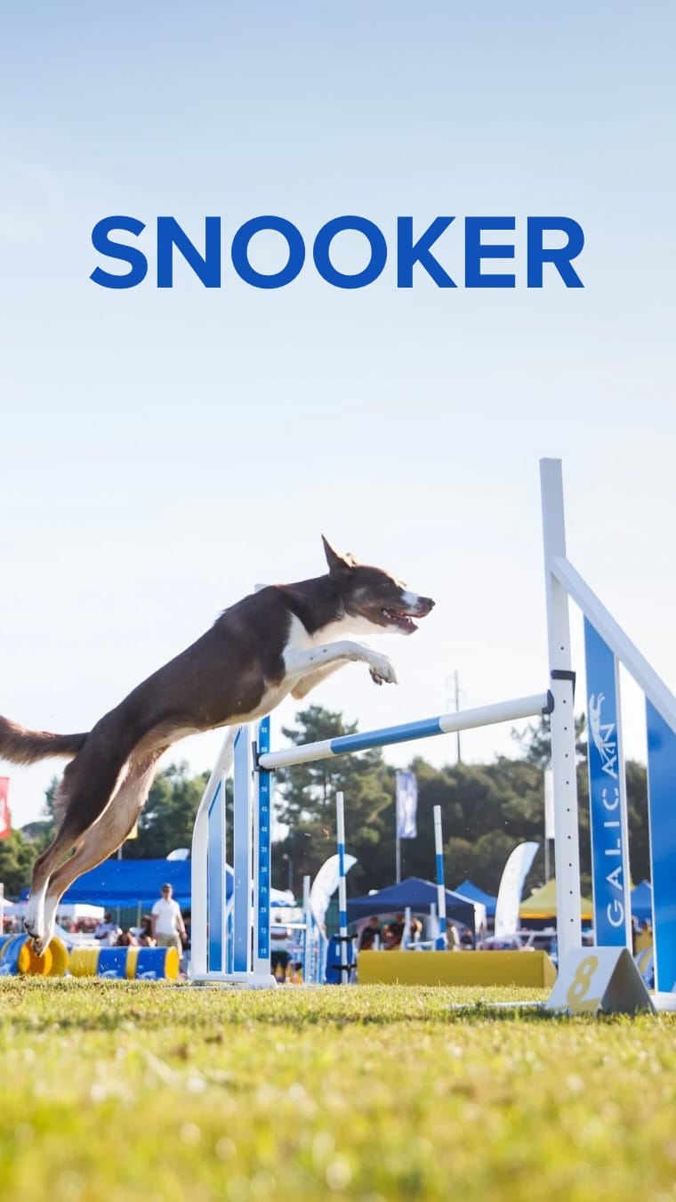 Post 9 by Suomen Agilityliitto ry on Instagram (video)