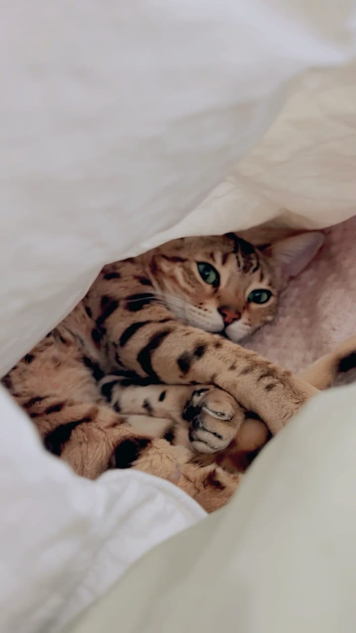 Post 3 by Mishu on Instagram (video)