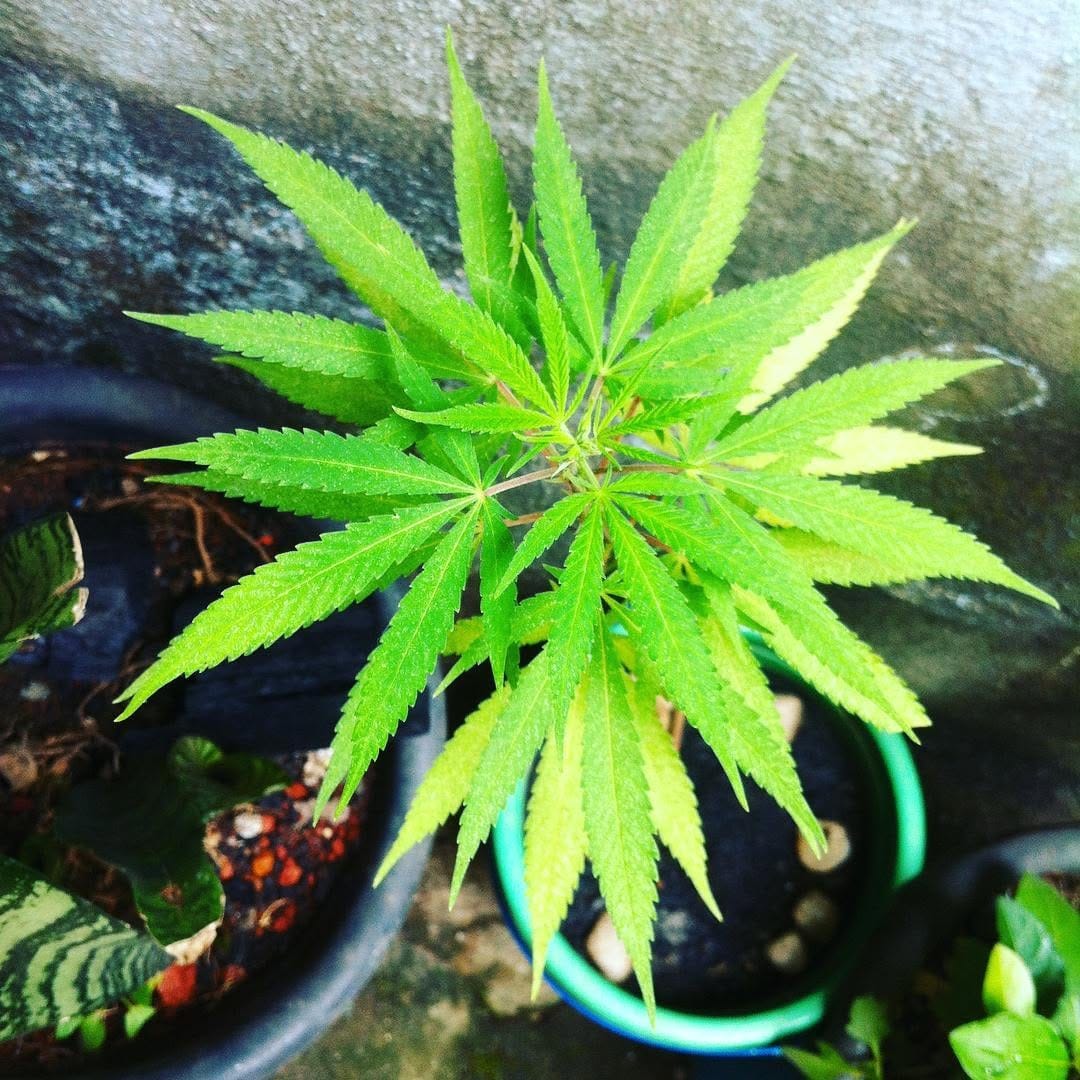 Post 7 by Maconheiros Irônicos on Instagram (image)