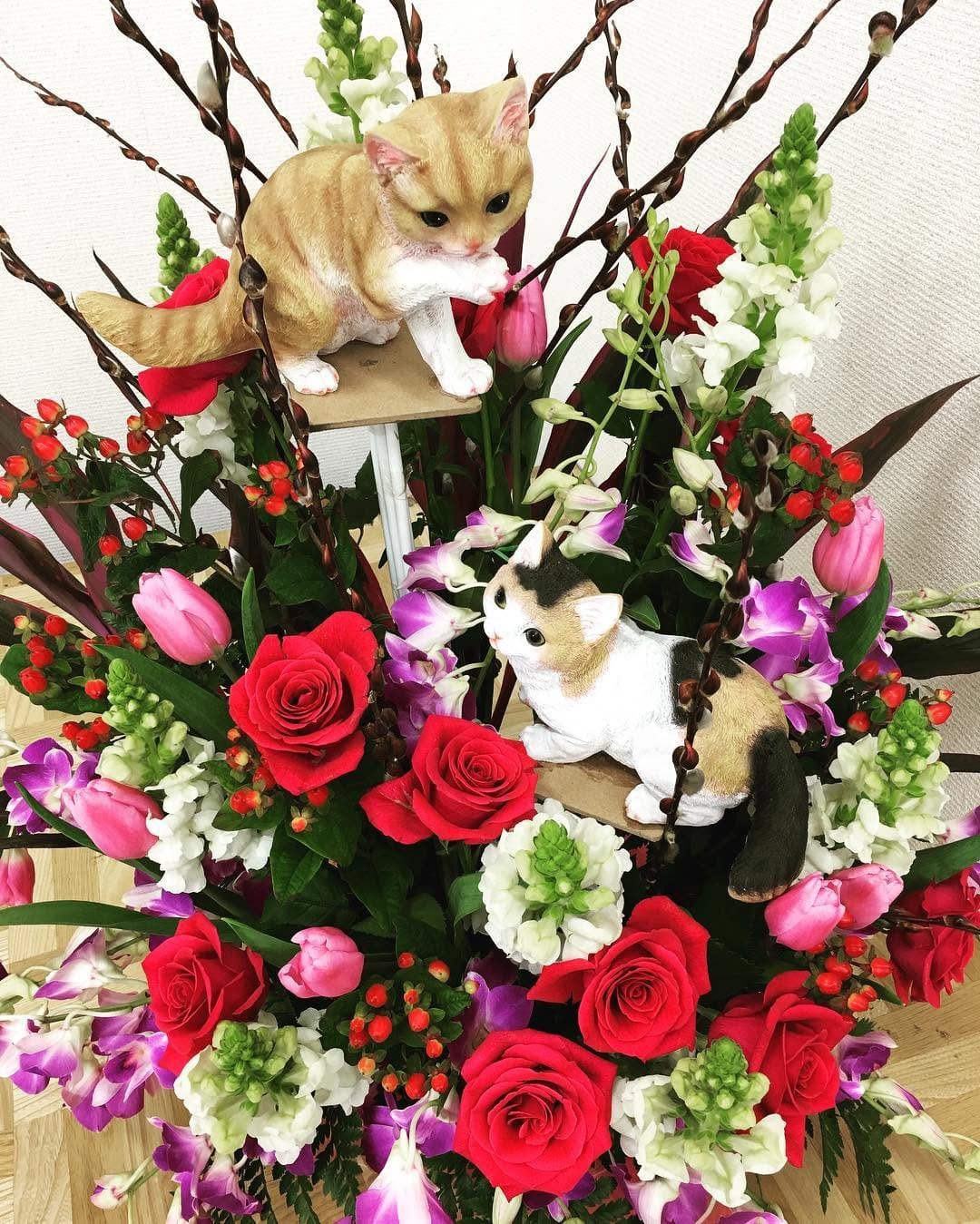 Post 1 by ウェブキャットショー on Instagram (image)