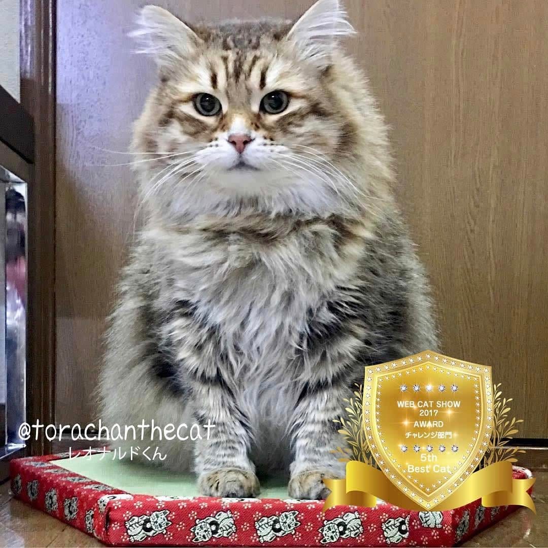 Post 2 by ウェブキャットショー on Instagram (image)