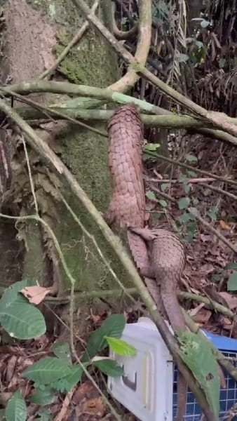 Post 1 by Pangolin Crisis Fund on Instagram (video)
