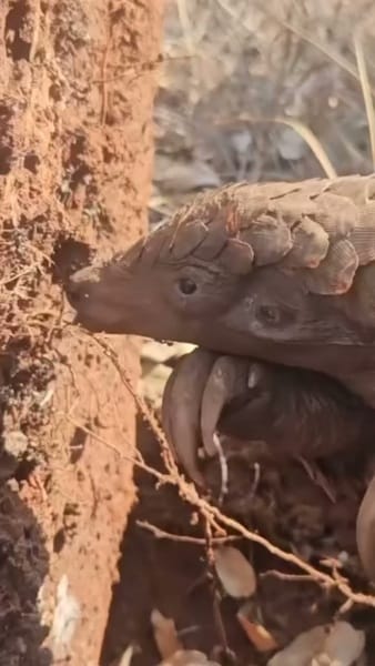 Post 6 by Pangolin Crisis Fund on Instagram (video)