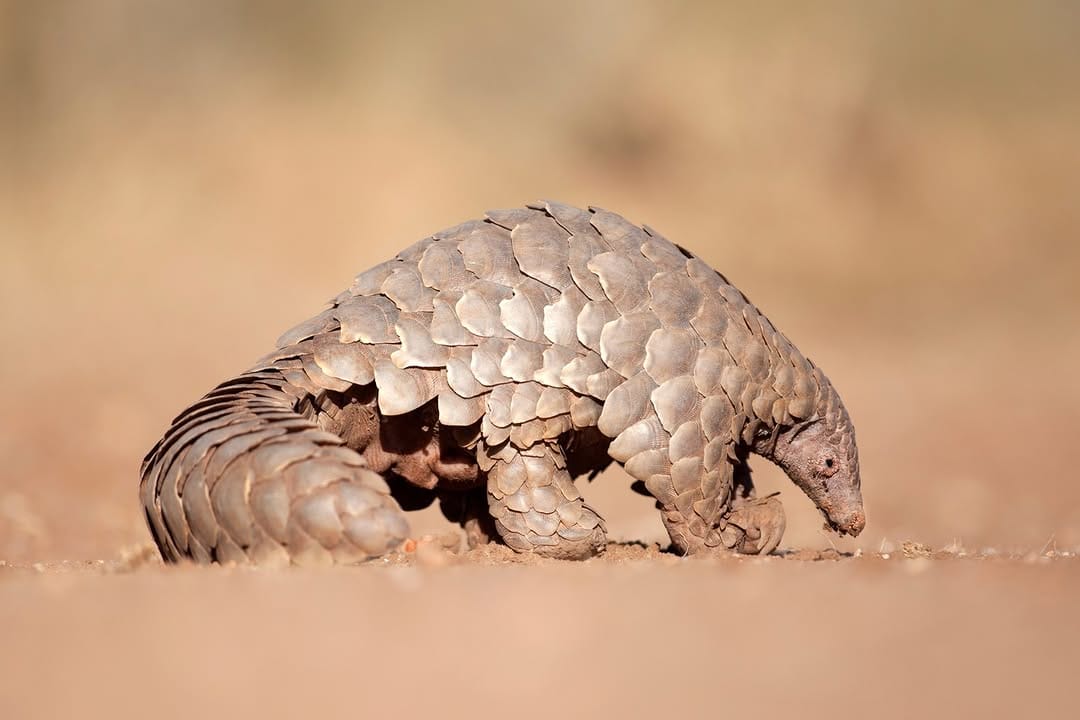 Post 4 by Pangolin Crisis Fund on Instagram (image)