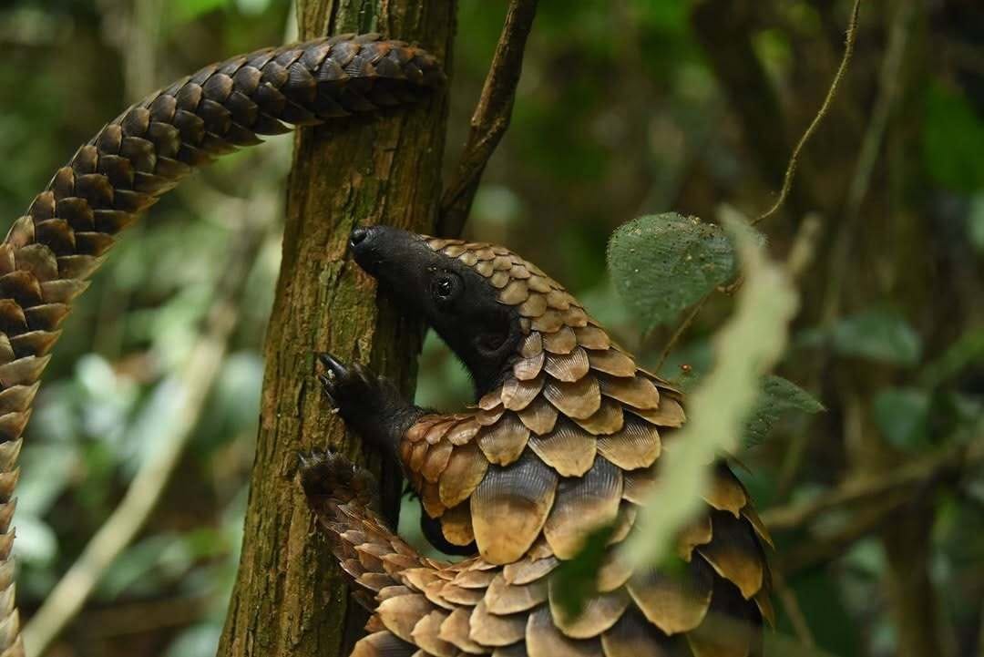 Post 9 by Pangolin Crisis Fund on Instagram (image)