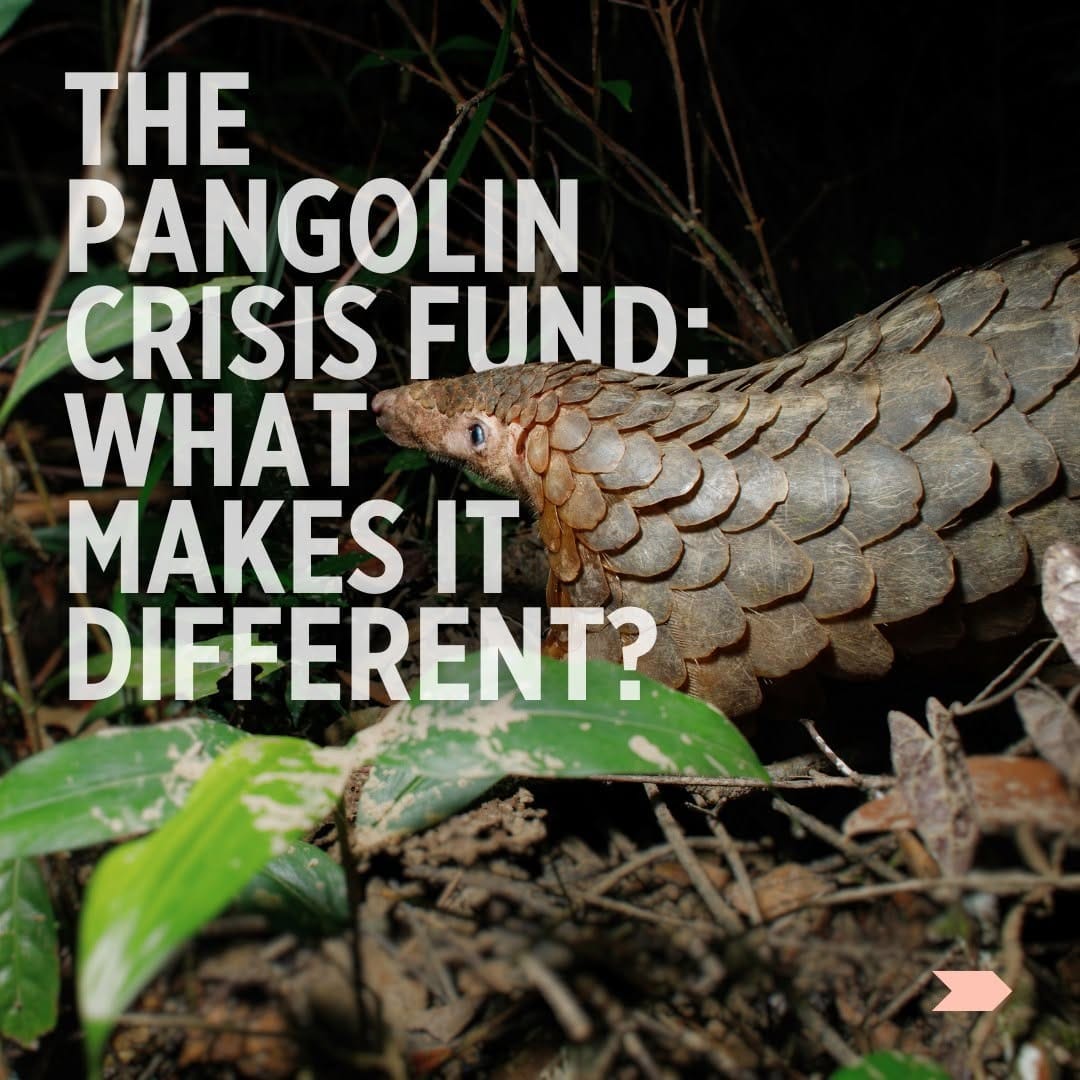 Post 10 by Pangolin Crisis Fund on Instagram (carousel)