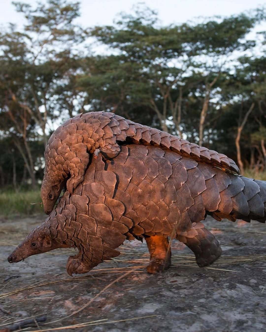 Post 7 by Pangolin Crisis Fund on Instagram (image)