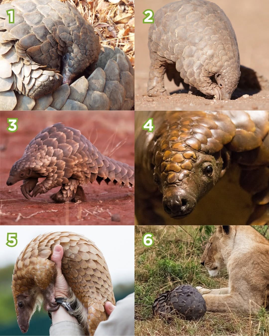 Post 8 by Pangolin Crisis Fund on Instagram (image)