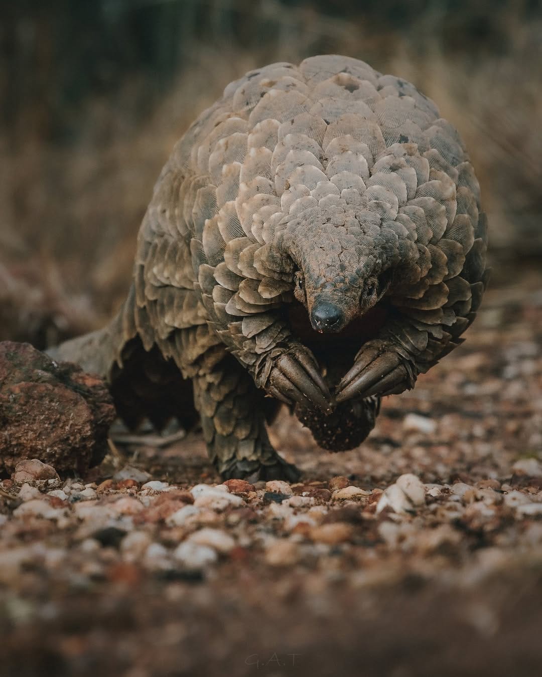 Post 5 by Pangolin Crisis Fund on Instagram (image)