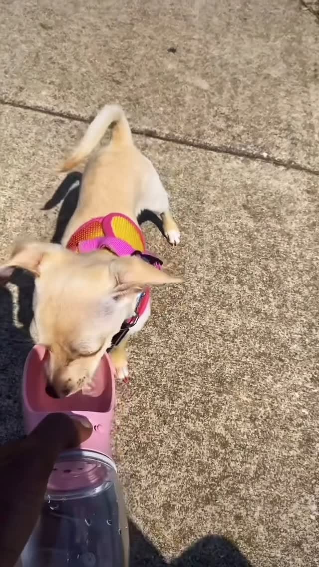 Post 1 by Cute Puppies 🐶 on Instagram (video)