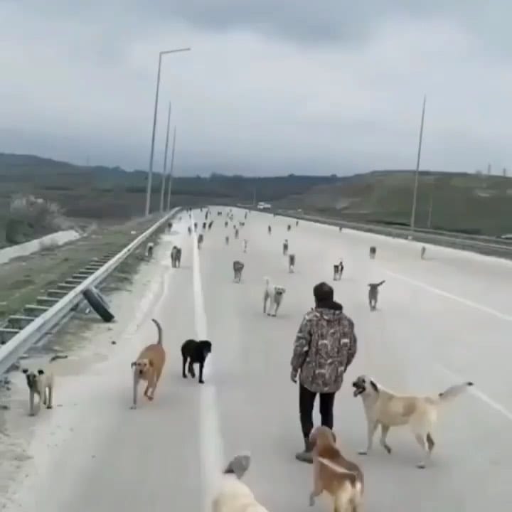 Post 4 by Cute Puppies 🐶 on Instagram (video)