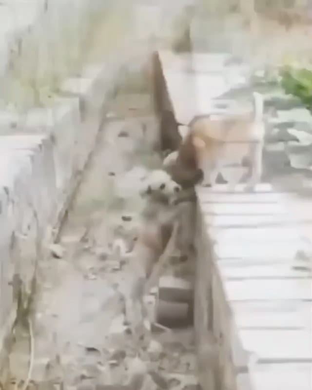 Post 8 by Cute Puppies 🐶 on Instagram (video)