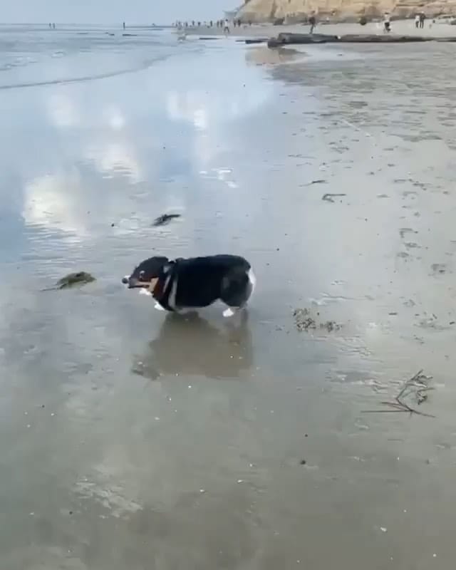 Post 5 by Cute Puppies 🐶 on Instagram (video)