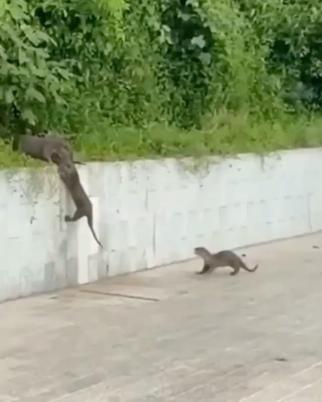 Post 7 by Cute Puppies 🐶 on Instagram (video)