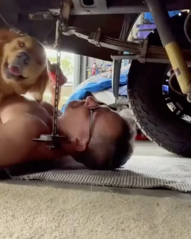 Post 10 by Cute Puppies 🐶 on Instagram (video)