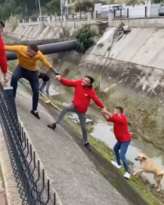 Post 9 by Cute Puppies 🐶 on Instagram (video)