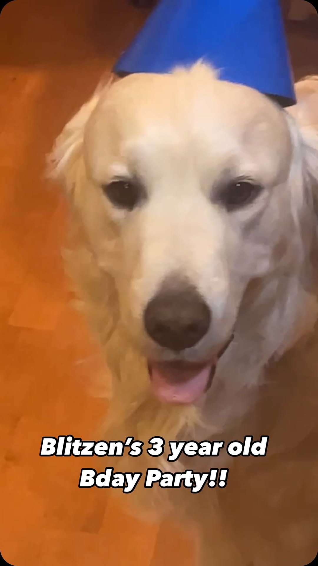 Post 2 by Cute Puppies 🐶 on Instagram (video)