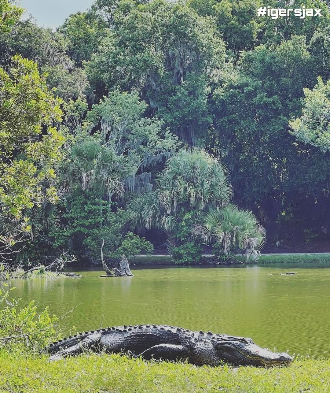 Post 6 by Instagramers Jacksonville on Instagram (image)